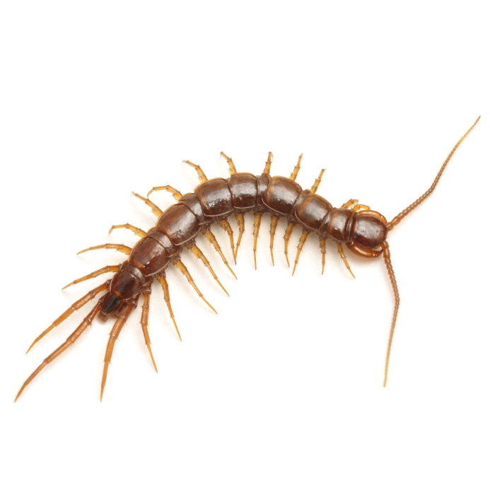 Millipede and Centipede Removal | Urban Wildlife Control