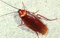 american roach pest control
