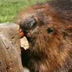 Beaver Removal