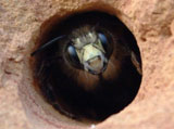 Carpenter Bee Control