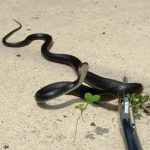 Snake Removal