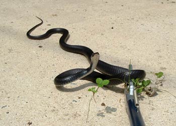 Snake Removal