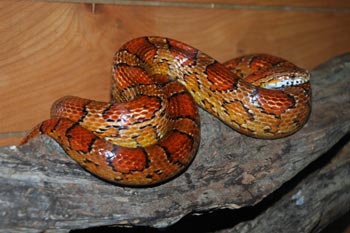 Corn Snake