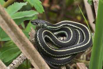 Eastern Garter