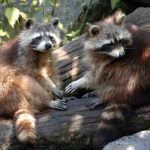 Raccoons