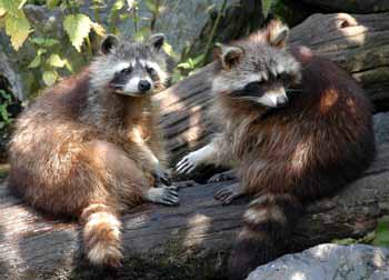 Raccoon Removal