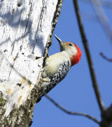 Woodpecker Control