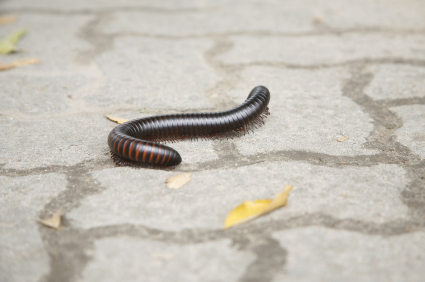 millipede pest control