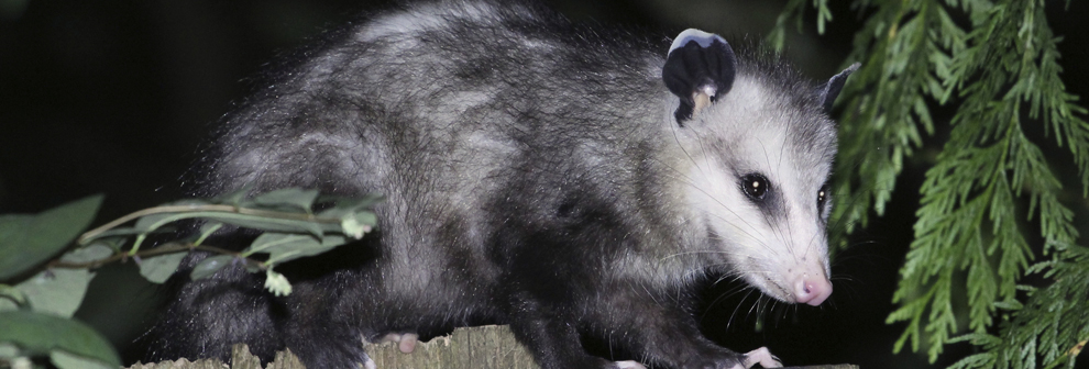 https://www.urbanwildlifecontrol.com/wp-content/uploads/2015/06/xpossum_Large.jpg