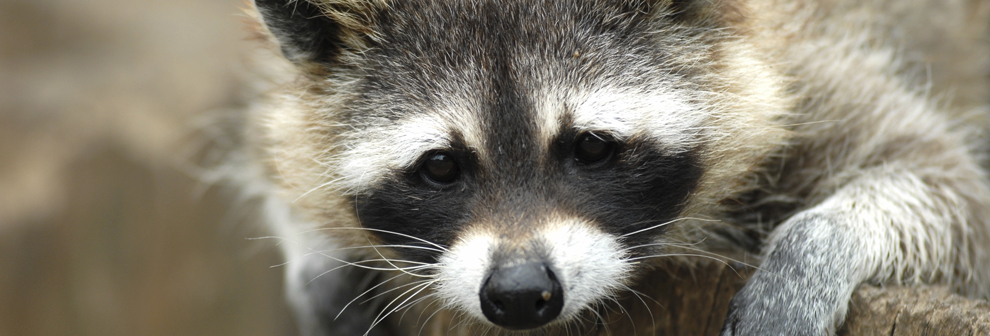 racoon