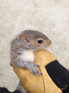 Grey-Squirrel