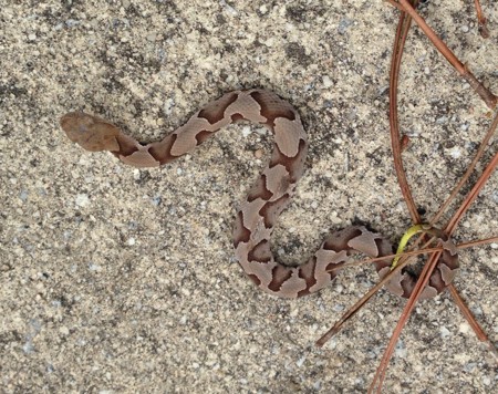 Snake Removal Atlanta | Urban Wildlife Control