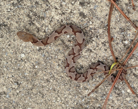 A juvenile Copperhead