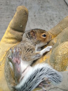 Grey-Squirrel-Mating