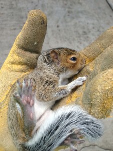 gray squirrel breeding