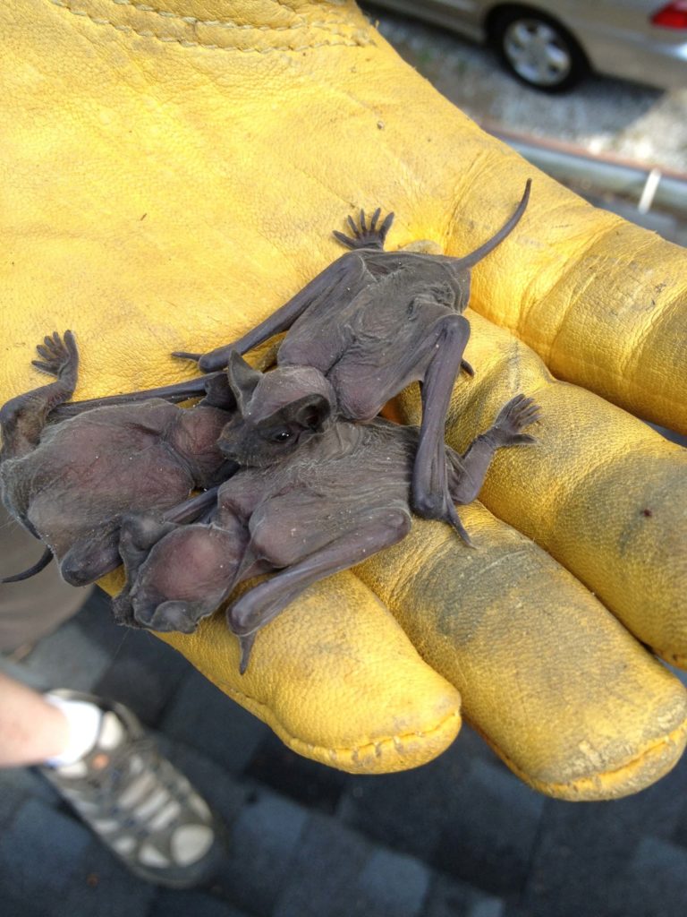 bat-species