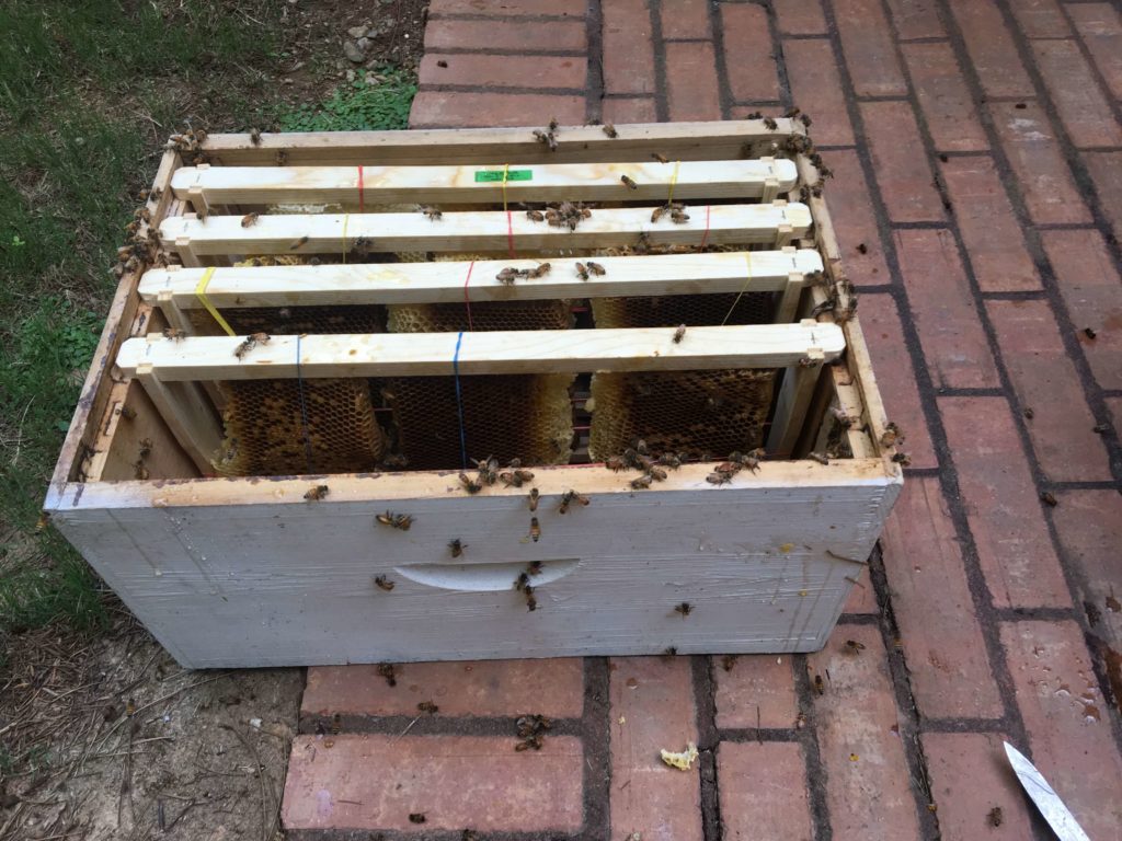 honeybees-removal