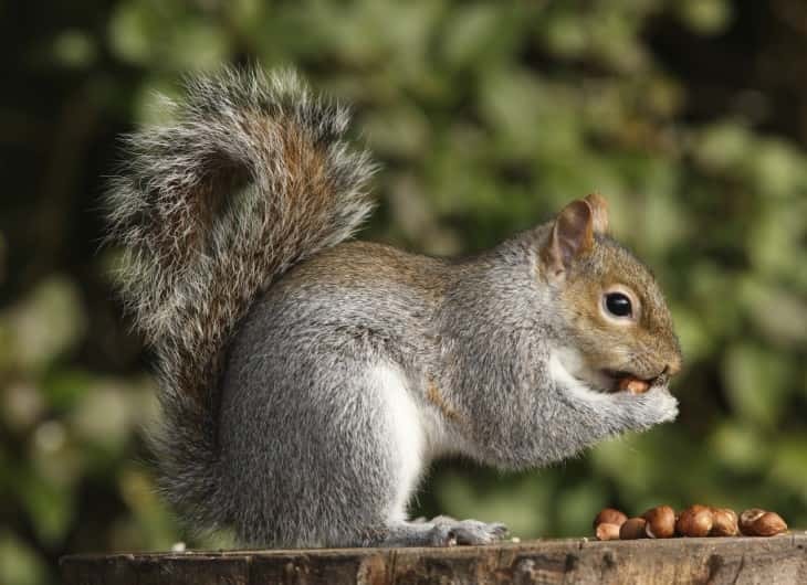 squirrels-and-winter-storage