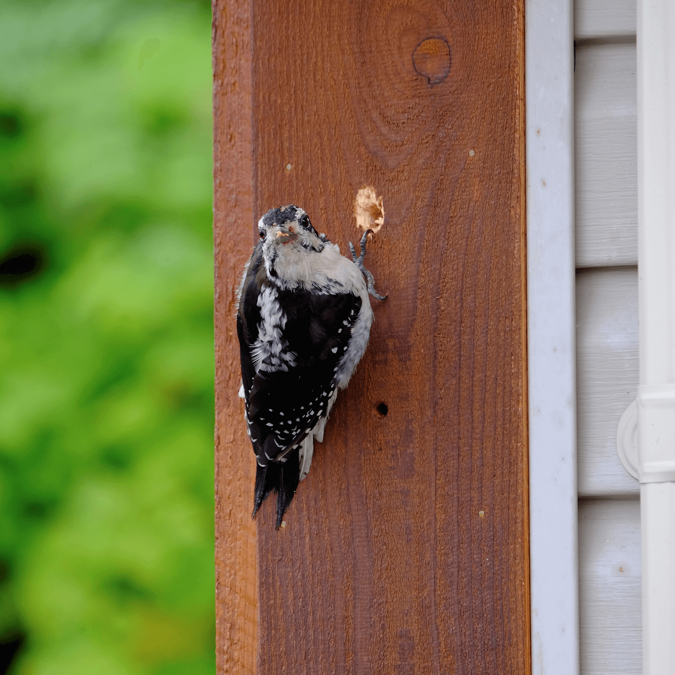 woodpecker comes knowing