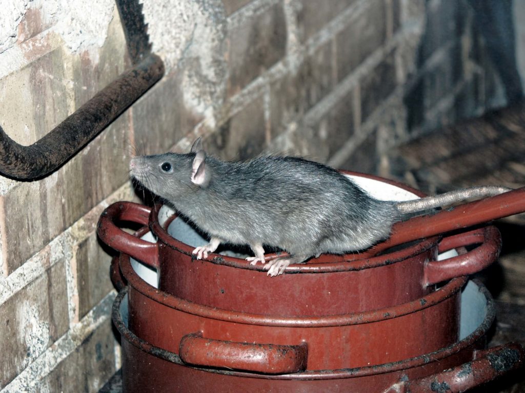 why-rodents-like-attics-in-the-winter