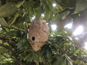 hornet nest removal