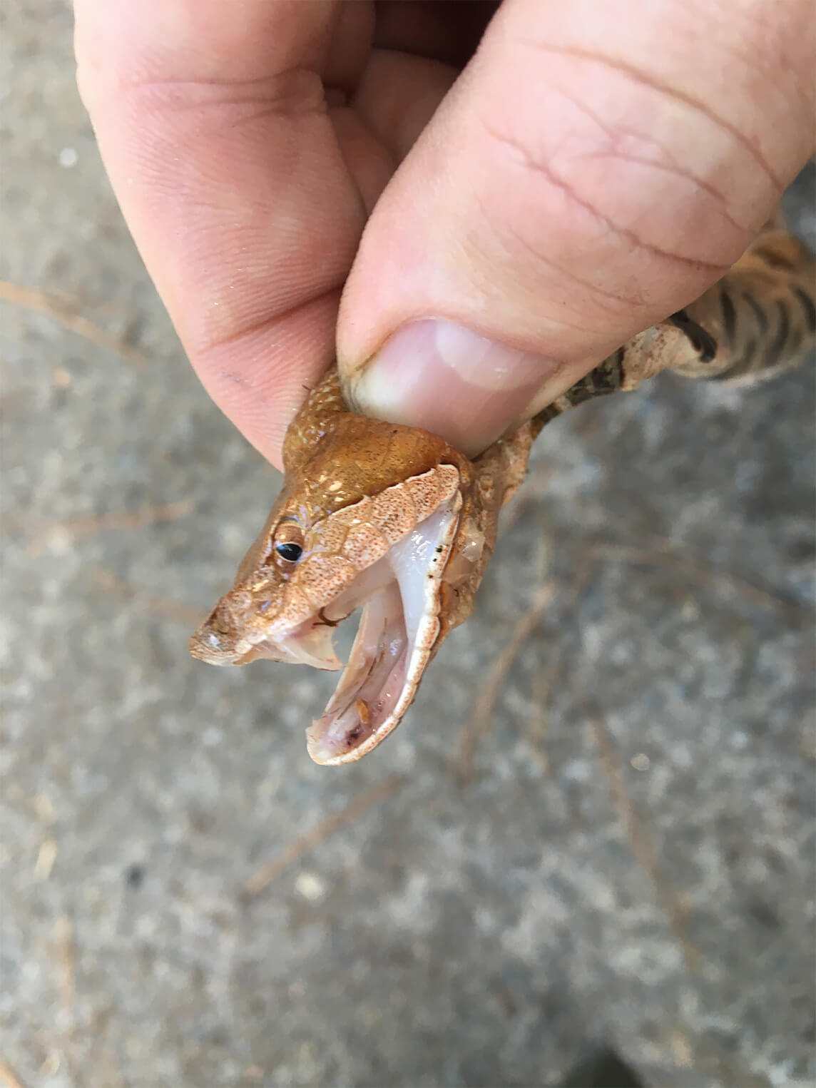 copperhead-snake