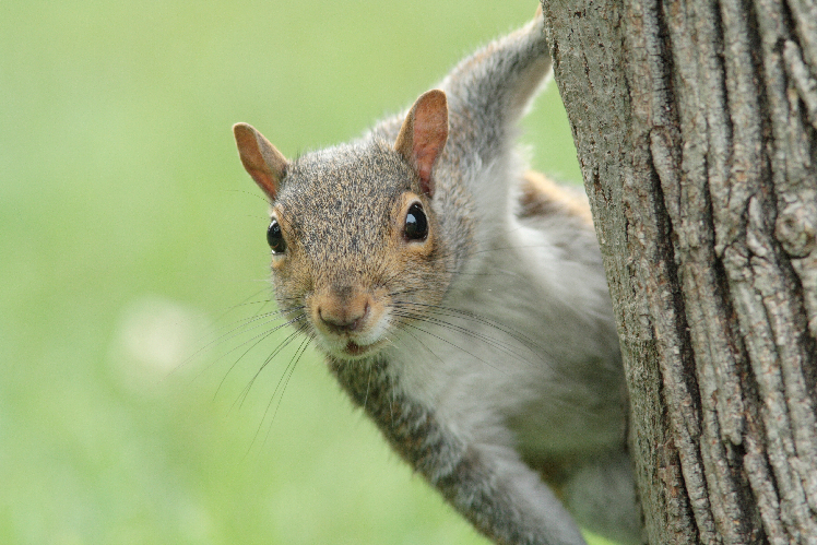 Squirrel Removal Atlanta