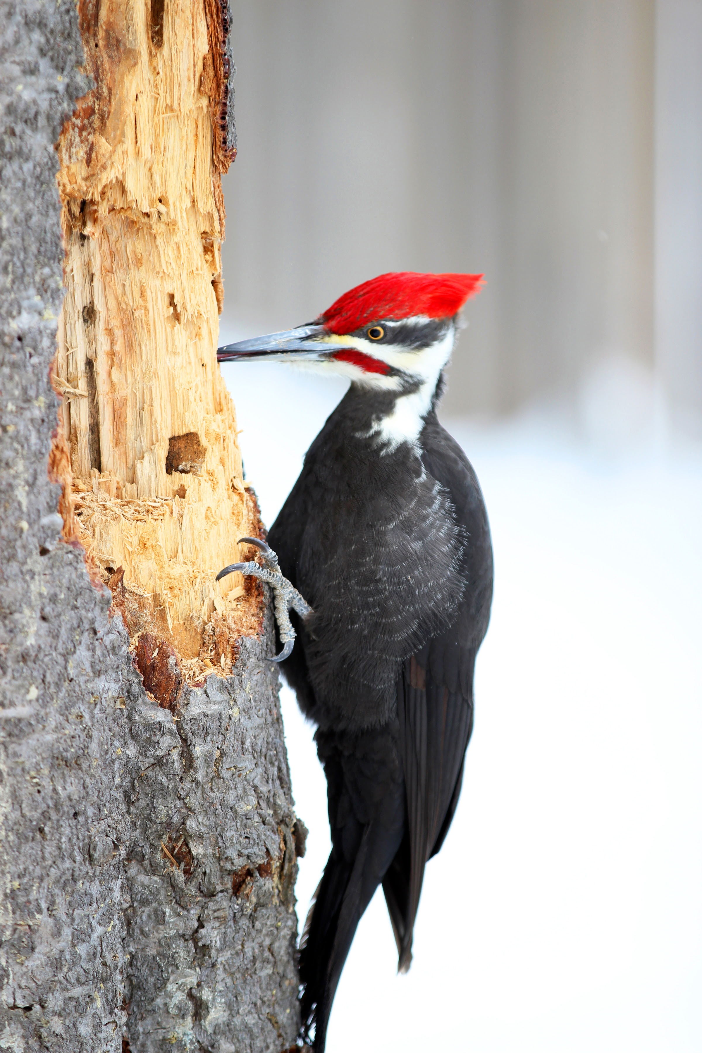 Woodpecker 