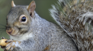 Squirrel Removal