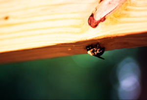 Carpenter Bee Season