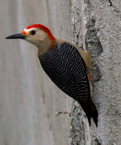 Woodpecker Damage