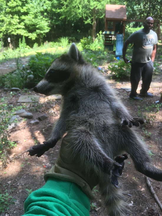 raccoon removal