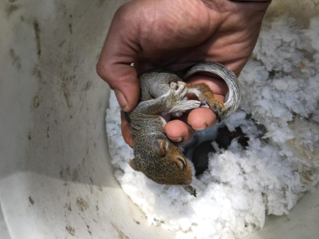 Blog- Get Rid of Squirrels from Attic