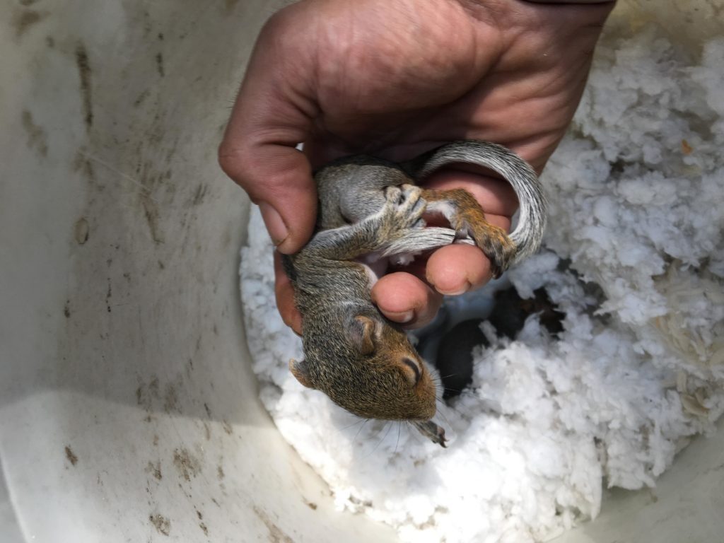 Georgia Squirrel, Squirrel Removal from Attic