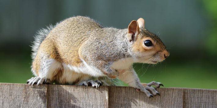 Squirrel Removal Atlanta