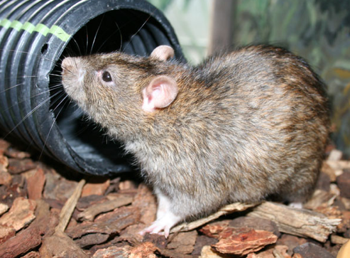 Atlanta Rat Removal & Control Services | Urban Wildlife Control